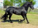 Black20Horse